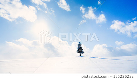 北海道美瑛的冬日藍天和夕陽下的樹木 135226252