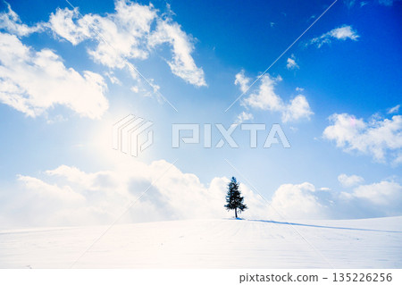 Blue winter sky and sunset trees in Biei, Hokkaido 135226256