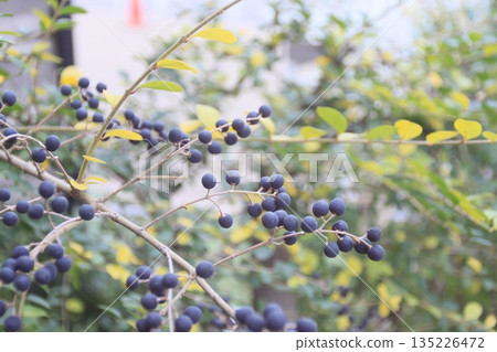 Privets add color to the winter garden 135226472
