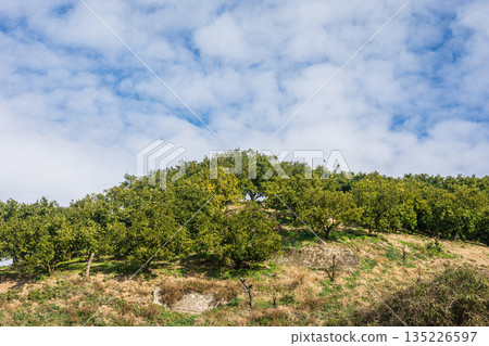 Mountaintop orchard, Asuka Village, Nara Prefecture Mountaintop orchard, Asuka Village, Nara Prefecture 135226597