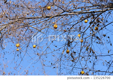 Nature Plants A bitter gourd on a clear winter day. Many yellow fruits hang from the tree after the leaves have fallen. 135226700