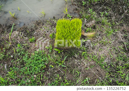 seeding, paddy field, rice field 135226752
