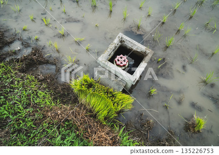 水稻種植 下種 播種 135226753
