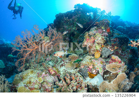 潛水員在帛琉海域的珊瑚礁上游泳。 135226904