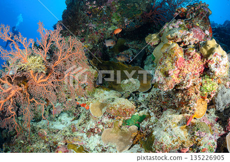 Diving scene in the ocean of Palau Diving scene in the ocean of Palau 135226905