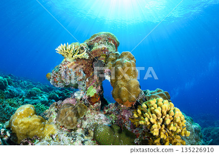 Blue sea and coral, Palau sea, diving scene Blue sea and coral, Palau sea, diving scene 135226910