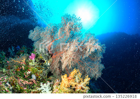藍色的海和珊瑚，帛琉海域，潛水場景 135226918