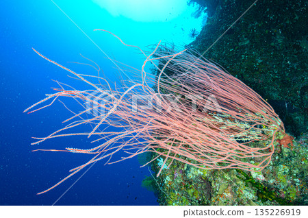 Blue sea and coral, Palau sea, diving scene 135226919