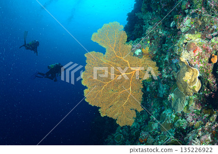 藍色的海和珊瑚，帛琉海域，潛水場景 135226922