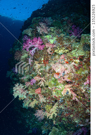 藍色的海和珊瑚,帛琉海域,潛水場景 藍色的海和珊瑚,帛琉海域,潛水場景 135226925