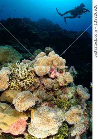 藍色的海和珊瑚，帛琉海域，潛水場景 135226926
