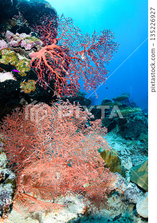 藍色的海和珊瑚，帛琉海域，潛水場景 135226927