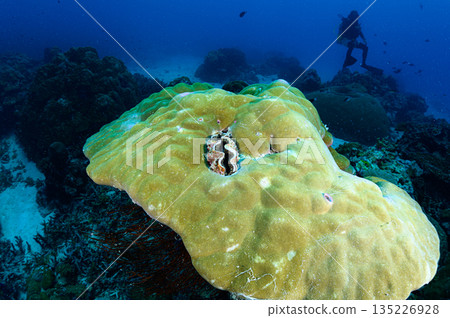 Large corals and giant clams in the sea of Palau Diving scene Large corals and giant clams in the sea of Palau Diving scene 135226928