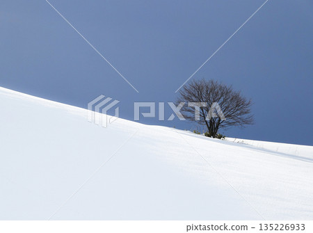 A lonely tree found in Biei, Hokkaido, mid-winter 135226933