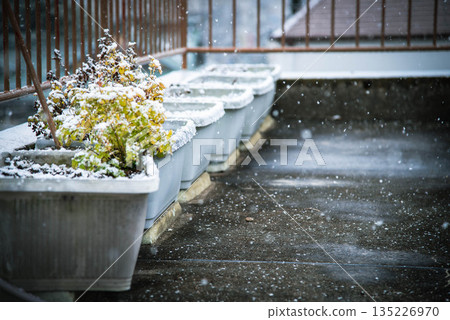 Snowy winter flower bed 135226970