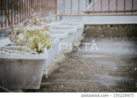Snowy winter flower bed 135226973