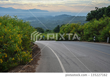 Mexican sunflowers blooming around the road on Doi Pae Luang hill an iconic viewing point in Phaya Mengrai District in Chiang Rai province of Thailand. 135227162