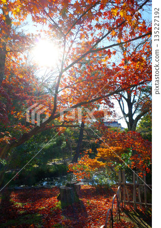 Autumn leaves at Toji-in Temple in Kyoto 135227192