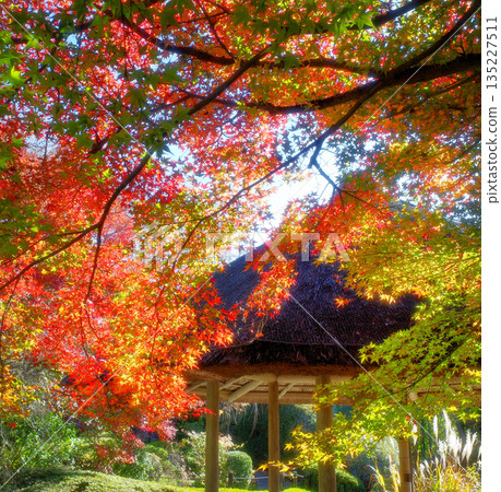 Autumn at Taizoin Temple, Myoshinji Temple, Kyoto 135227511