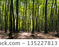 Beautifully aligned beech forest and the shadows of sunlight filtering through the trees onto the ground 135227813