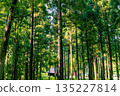 A beautiful cedar forest bathed in sunlight and a mountain hut in the forest 135227814
