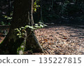 The base of a giant moss-covered beech tree and sunlight filtering through young leaves 135227815