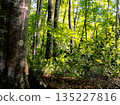 Light shining through the deep forest and shining tree leaves 135227816