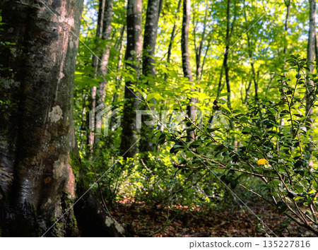 Light shining through the deep forest and shining tree leaves Light shining through the deep forest and shining tree leaves 135227816