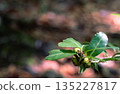Close-up of evergreen trees bearing fruit in the forest 135227817