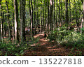 Walking trails and hiking trails through the fresh green primeval beech forest 135227818