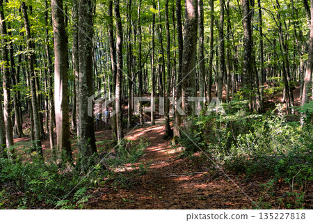 Walking trails and hiking trails through the fresh green primeval beech forest Walking trails and hiking trails through the fresh green primeval beech forest 135227818