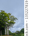 Giant beech trees stretching towards the blue sky and summer clouds 135227819