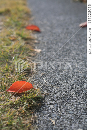 海濱大道上落滿了紅色的落葉 135228056