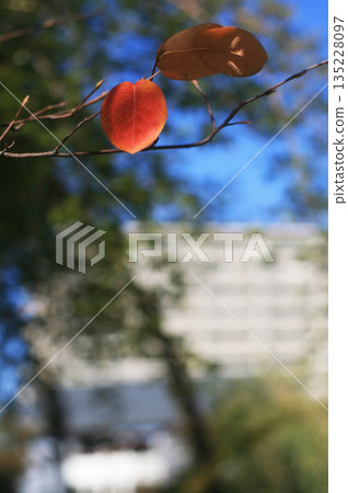 秋葉櫻花 秋葉櫻花 135228097