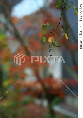 深秋時節，花園裡一棵樹的枝幹 135228125