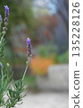 花園薰衣草 135228126