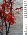 白色的牆壁和鮮紅的楓樹 135228127