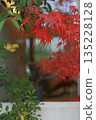 明亮的紅楓 135228128