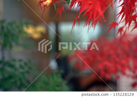 A bright red maple A bright red maple 135228129