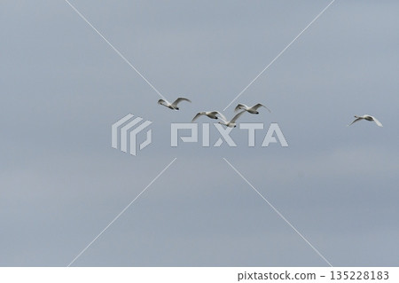 Swanning swan Swanning swan 135228183