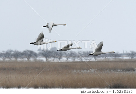 斯旺寧天鵝 135228185