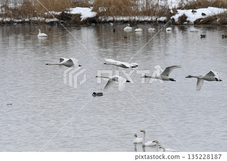 Swanning swan Swanning swan 135228187