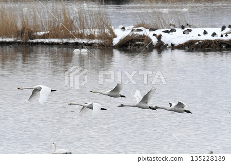 Swanning swan Swanning swan 135228189