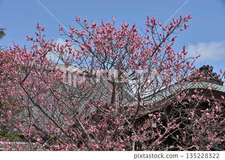 金海光明寺大寶丈唐門前的紅梅花(京都市左京區) 金海光明寺大寶丈唐門前的紅梅花(京都市左京區) 135228322
