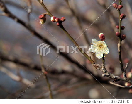 Beautiful white plum blossoms blooming in January, "Winter Solstice" Beautiful white plum blossoms blooming in January, "Winter Solstice" 135228328