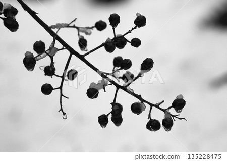 Satoyama at first snow 135228475