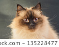 Cat of the Neva Masquerade or Siberian breed on a dark gray background. Pet, cat in the studio. 135228477