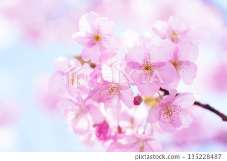 河津櫻9130 135228487