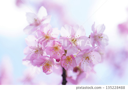 Kawazuzakura9132 Kawazuzakura9132 135228488