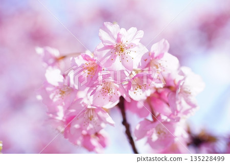 Kawazu cherry blossoms 9161 Kawazu cherry blossoms 9161 135228499